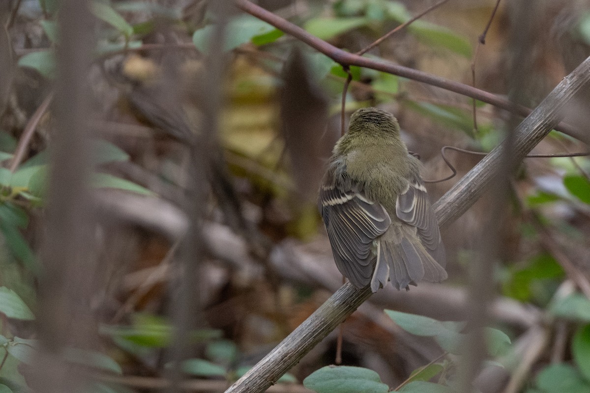 Western Flycatcher - ML646069724