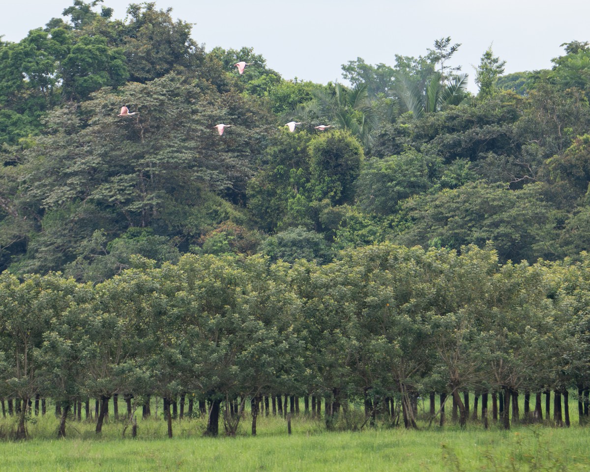 Косар рожевий - ML646069725