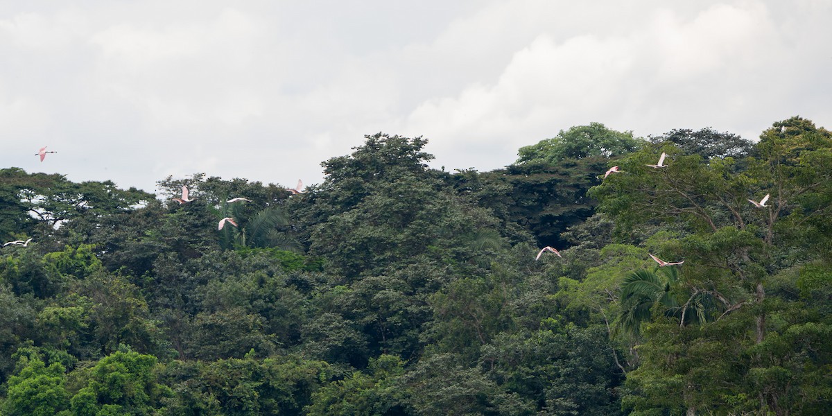 Косар рожевий - ML646069730