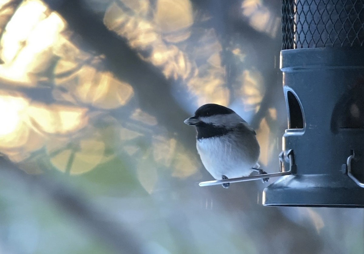 Гаїчка світлокрила - ML646069735