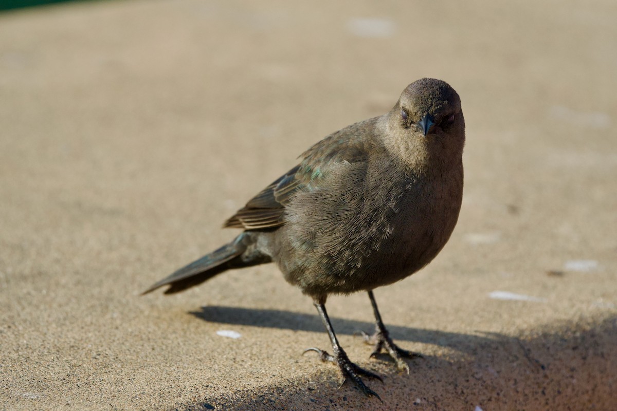 Brewer's Blackbird - ML646069738
