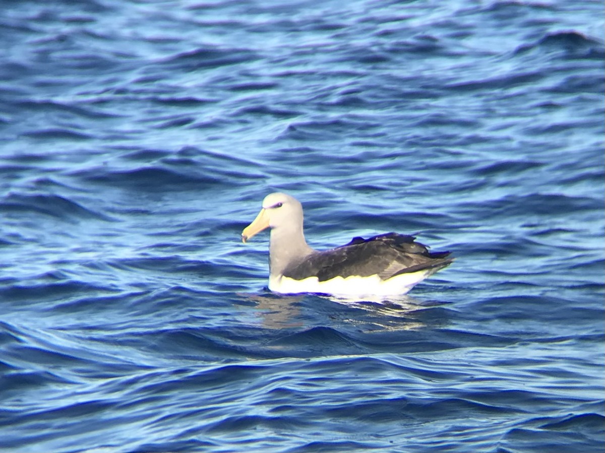 Chatham Albatross - ML646069749