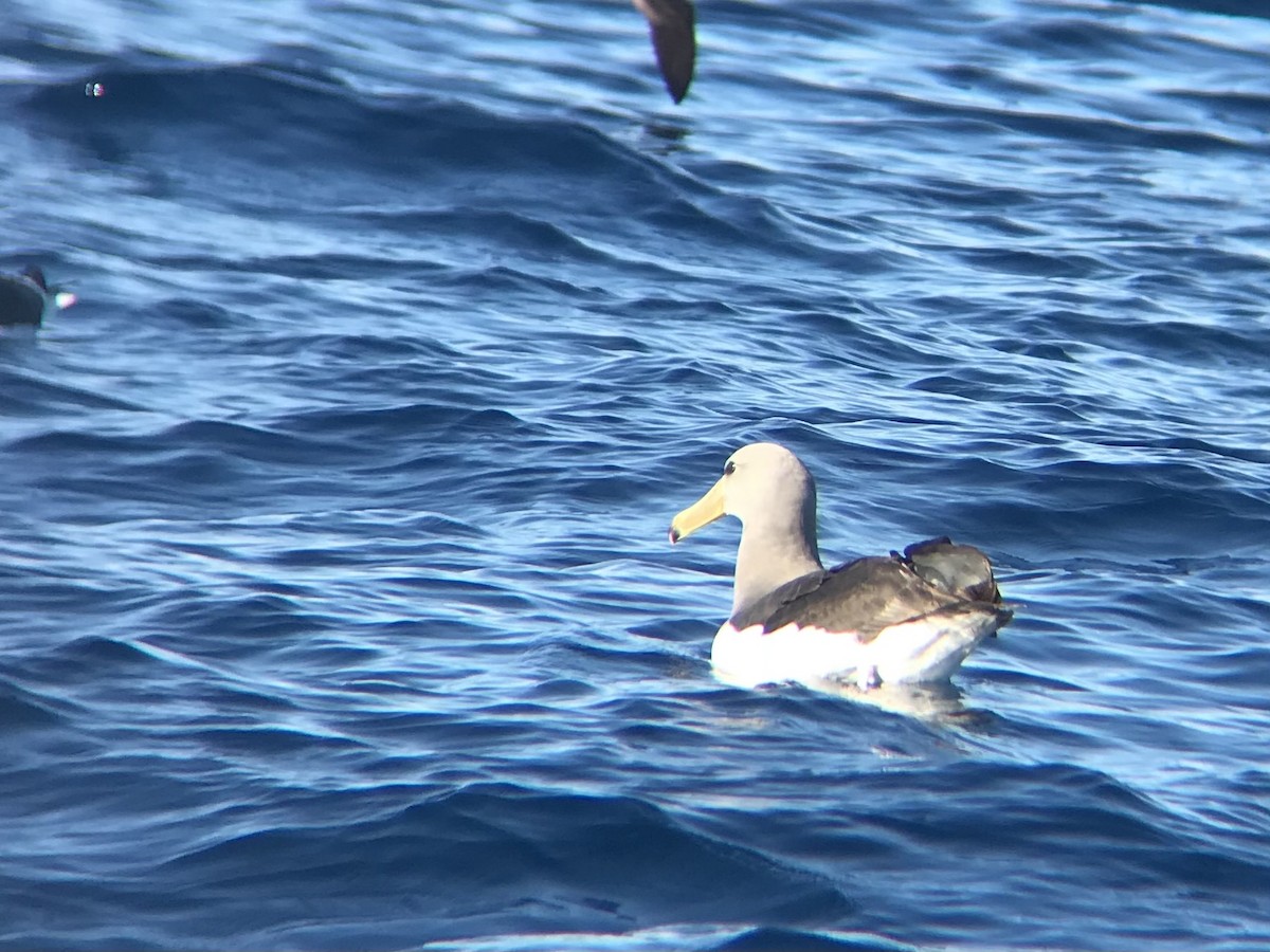 Chatham Albatross - ML646069750