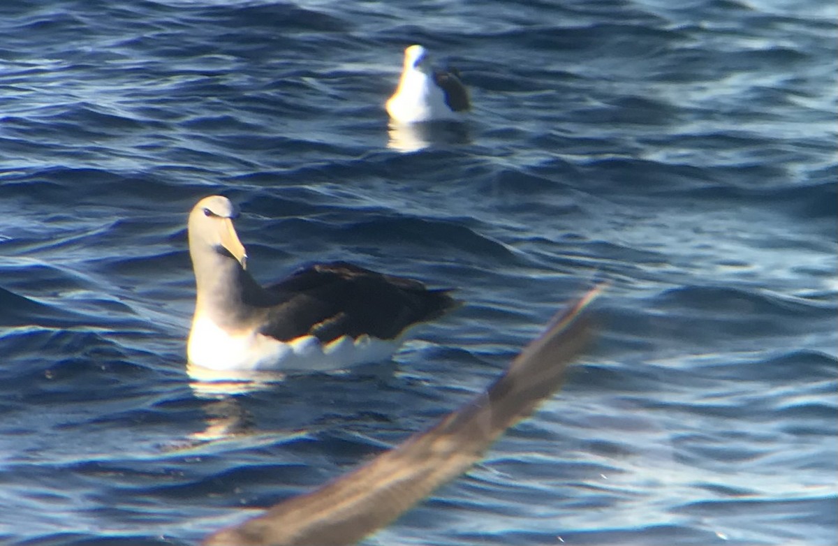 Chatham Albatross - ML646069751