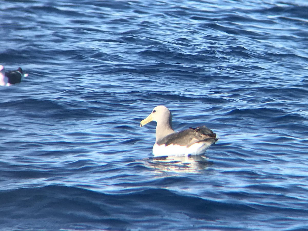 Chatham Albatross - ML646069752