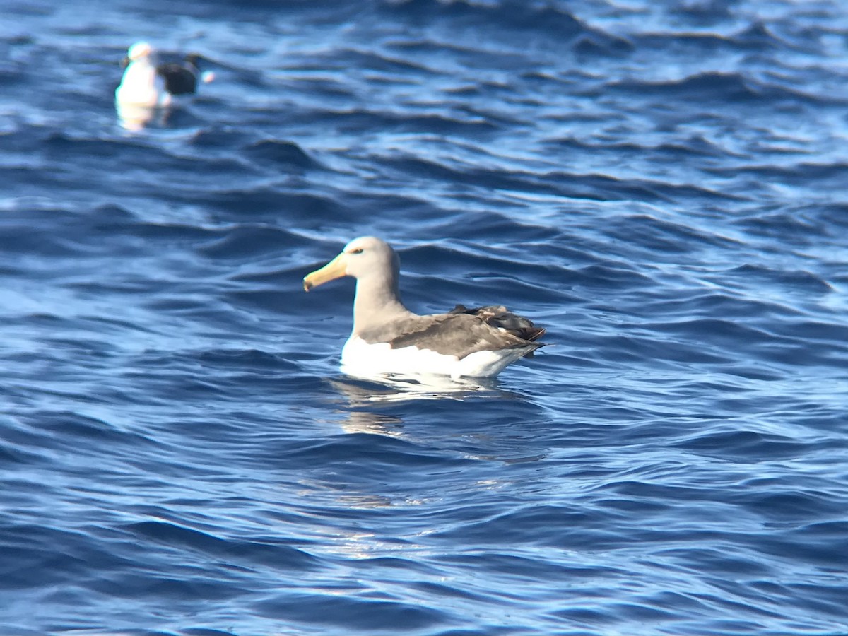 Chatham Albatross - ML646069753