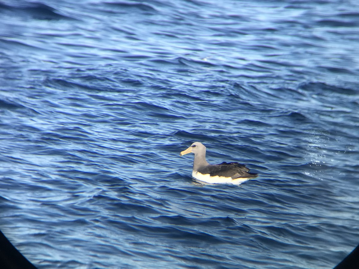 Chatham Albatross - ML646069754