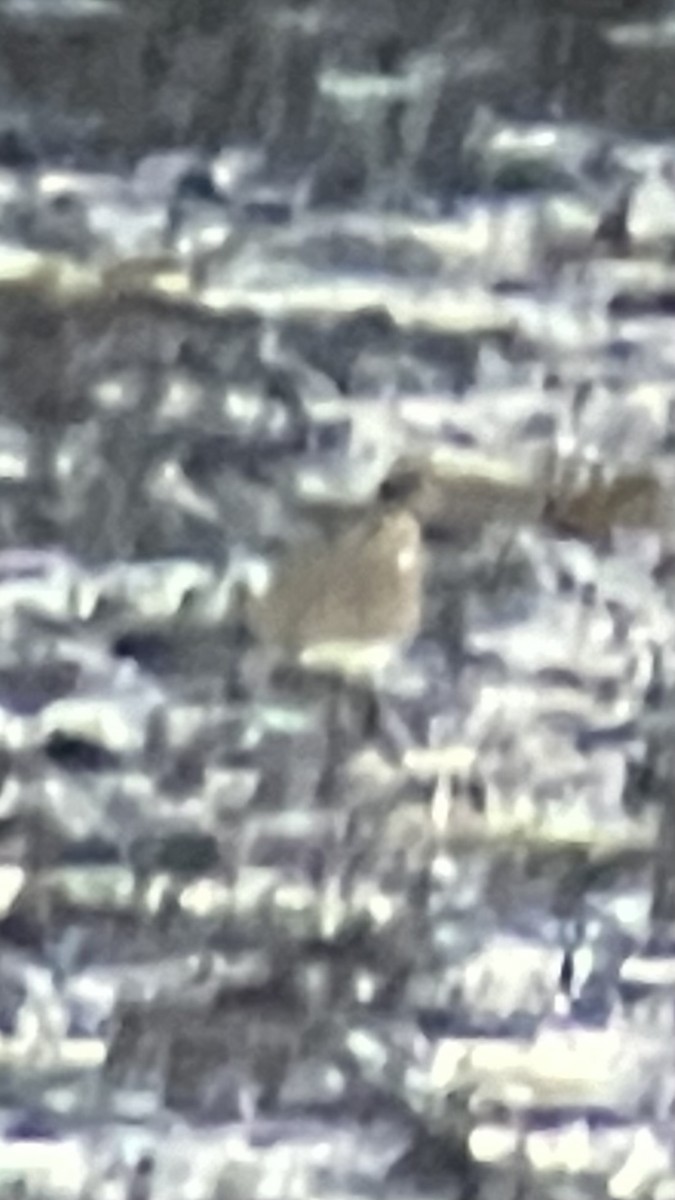 Killdeer - ML646069755