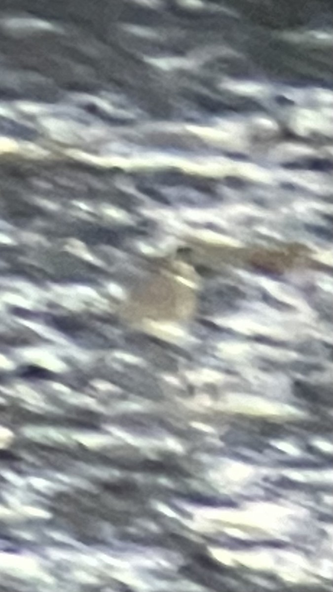 Killdeer - ML646069756