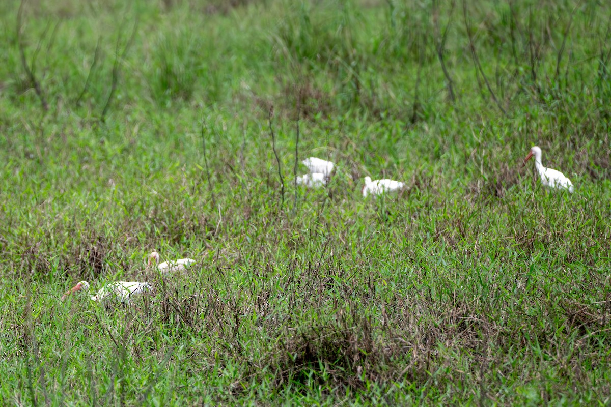 Ibis blanc - ML646069765