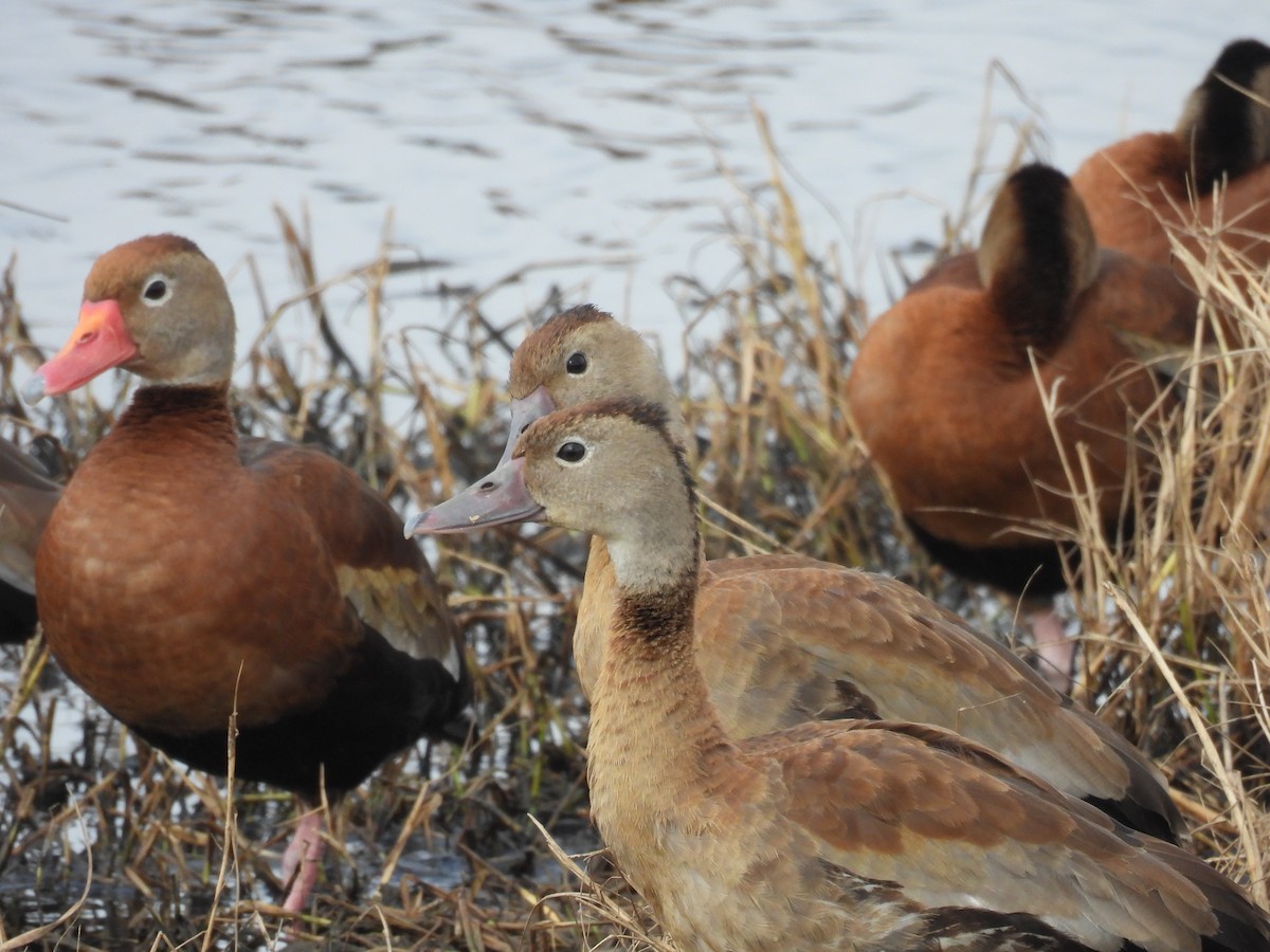 husička černobřichá - ML646069768