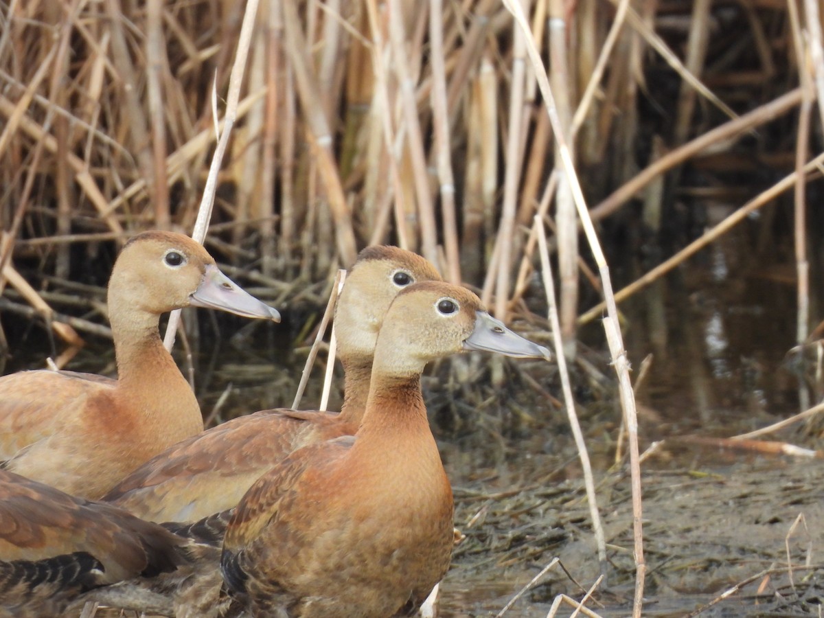 husička černobřichá - ML646069774