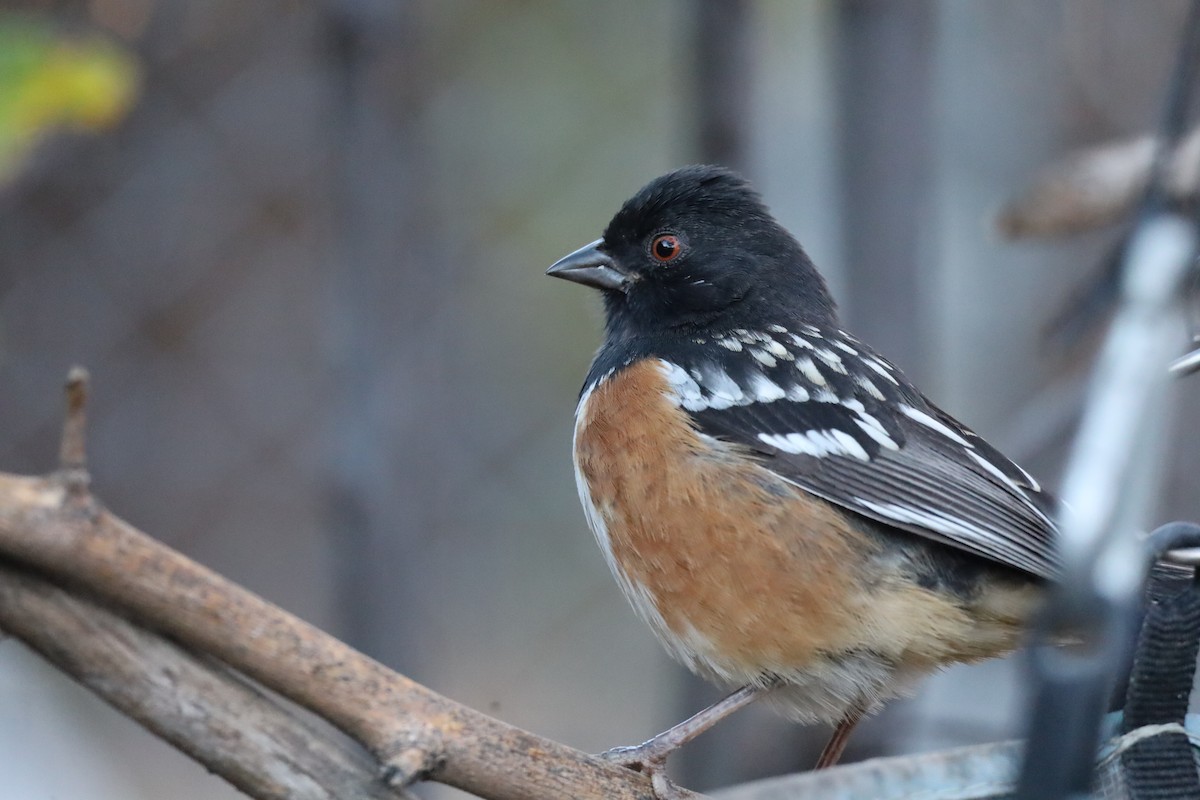 Spotted Towhee - ML646069787
