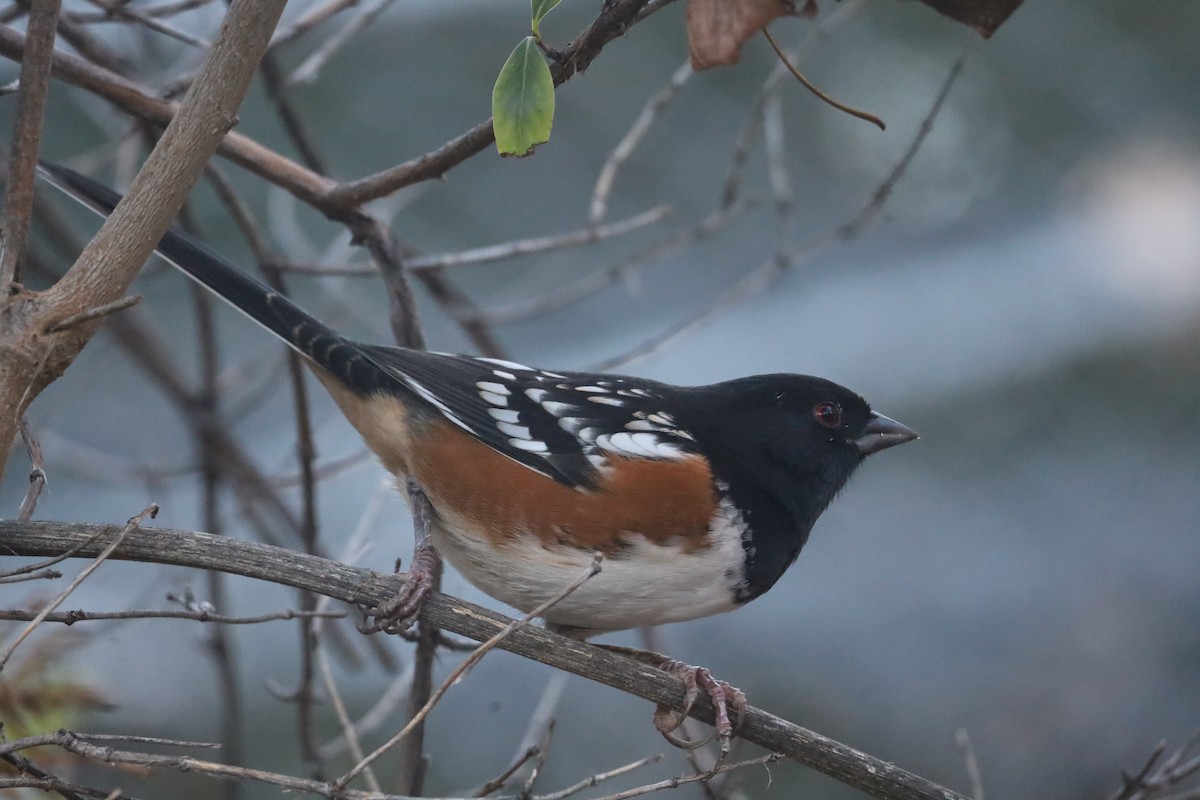 Spotted Towhee - ML646069788