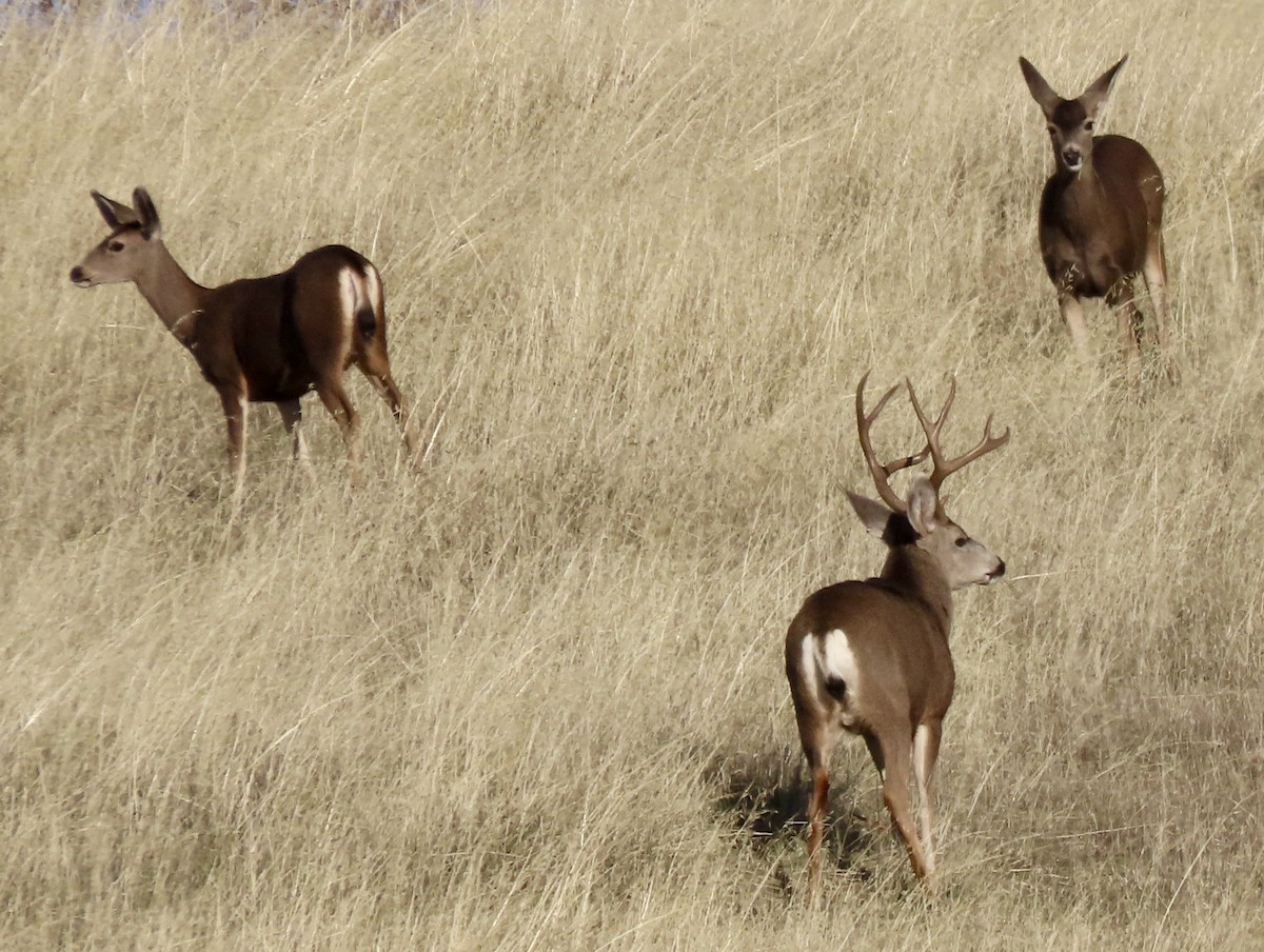 Animals - ML646069802