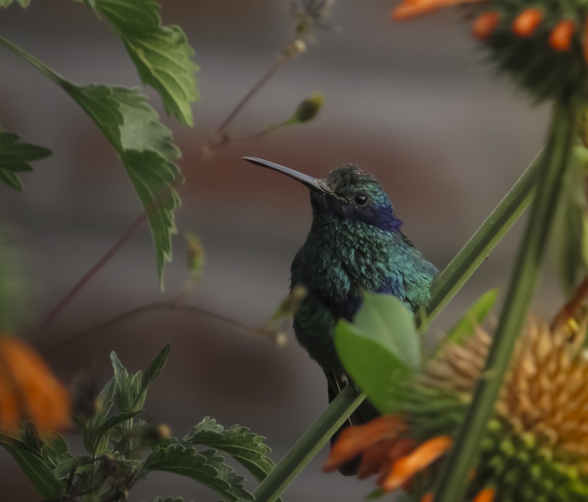 fiolørekolibri - ML646069807