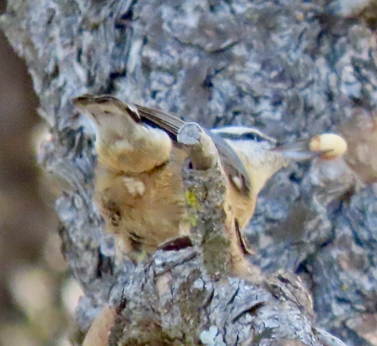 Red-breasted Nuthatch - ML646069818