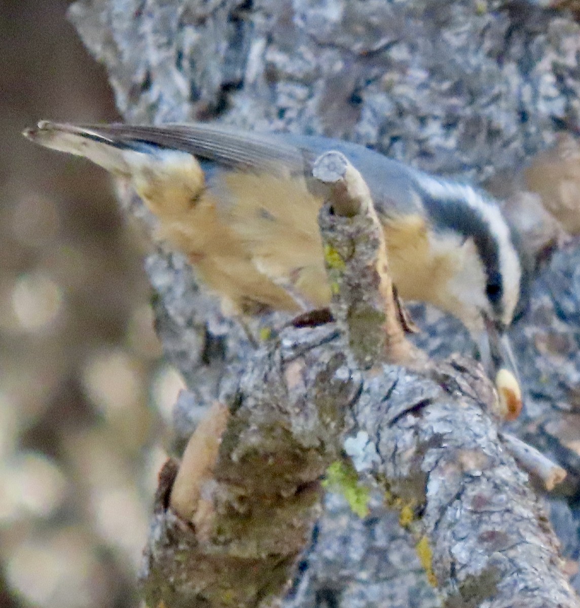 Red-breasted Nuthatch - ML646069819