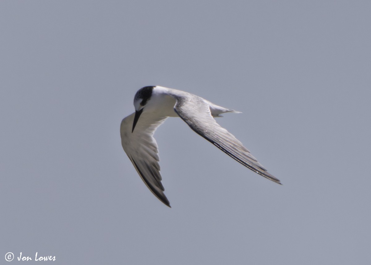 Hint Küçük Sumrusu - ML646069824