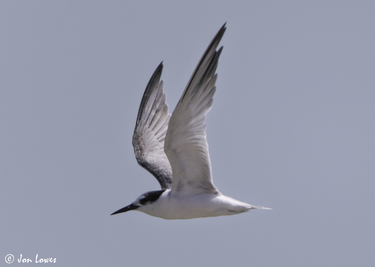 Hint Küçük Sumrusu - ML646069825