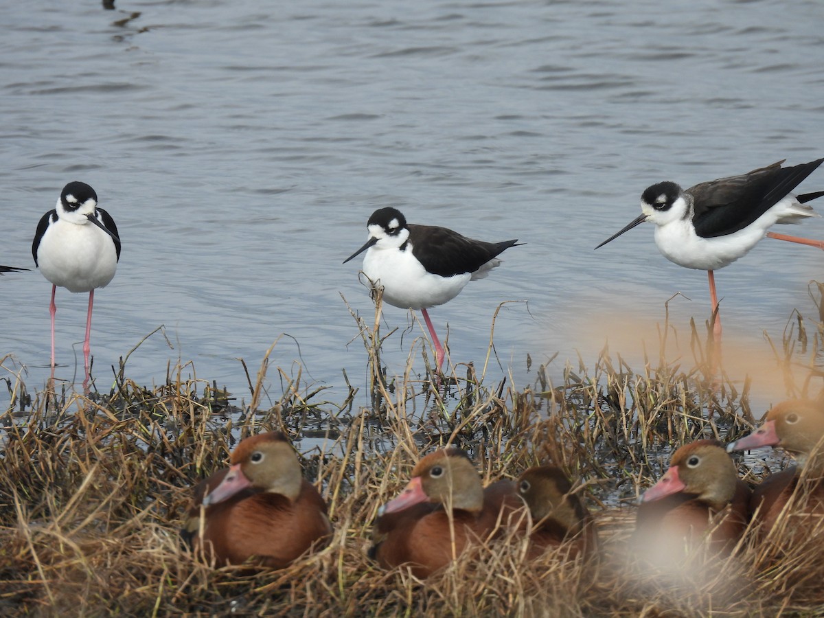 pisila černokrká - ML646069839