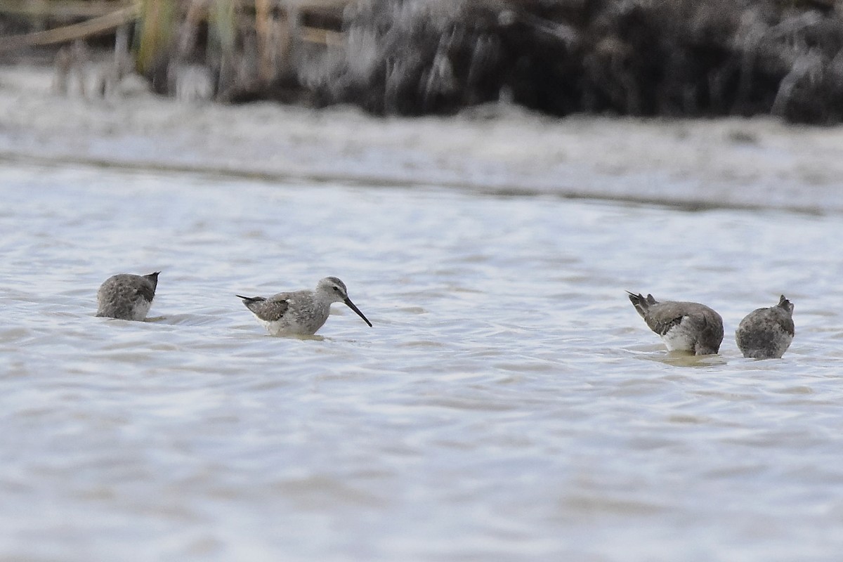 Stilt Sandpiper - ML646069849