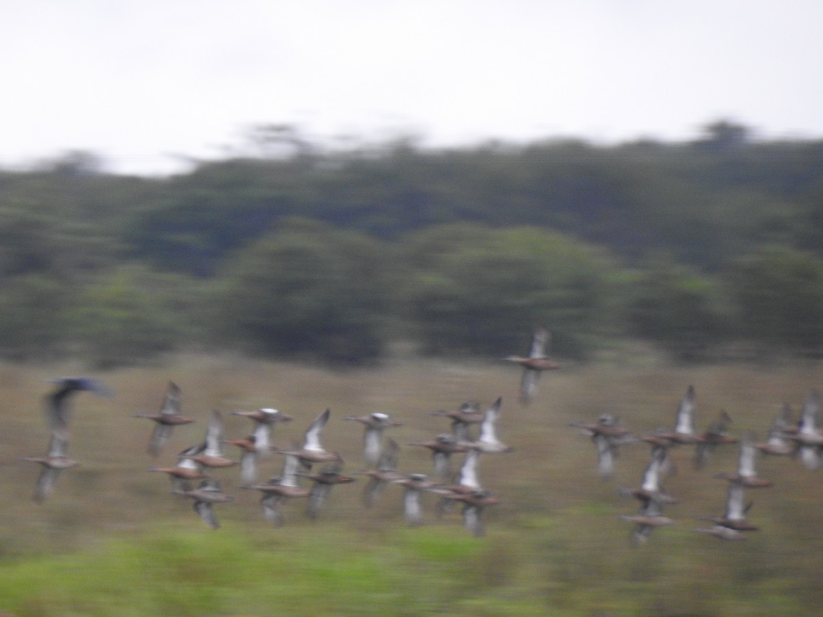 Blue-winged Teal - ML646069850