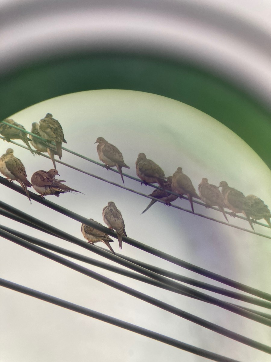 Mourning Dove - ML646069852