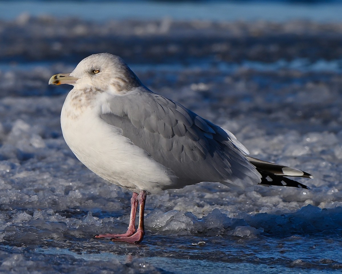 American Herring Gull - ML646069854