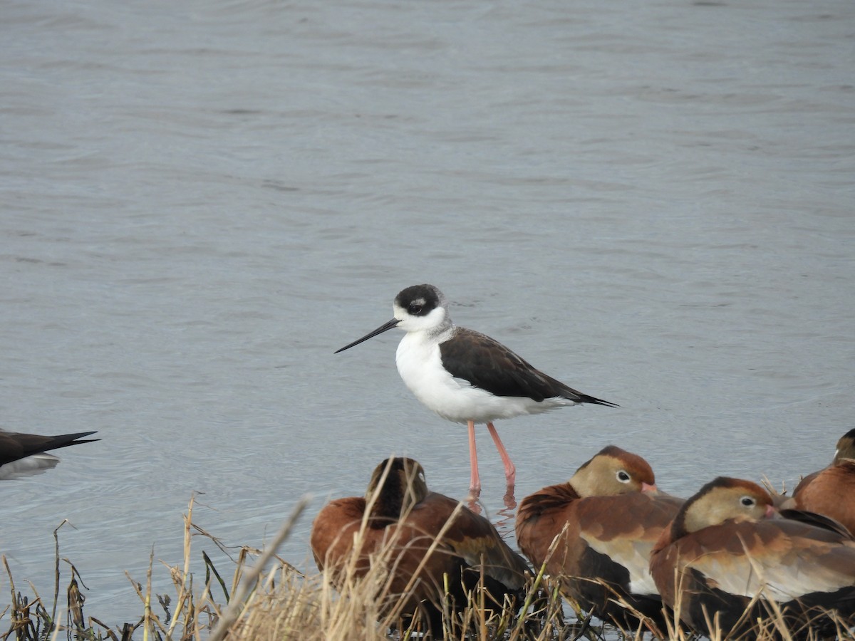 pisila černokrká - ML646069855