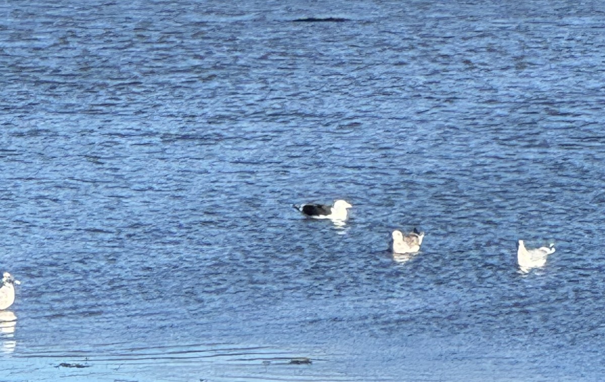 Great Black-backed Gull - ML646069856