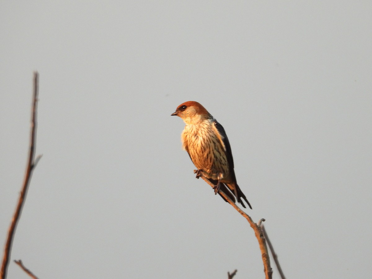 Greater Striped Swallow - ML646069857