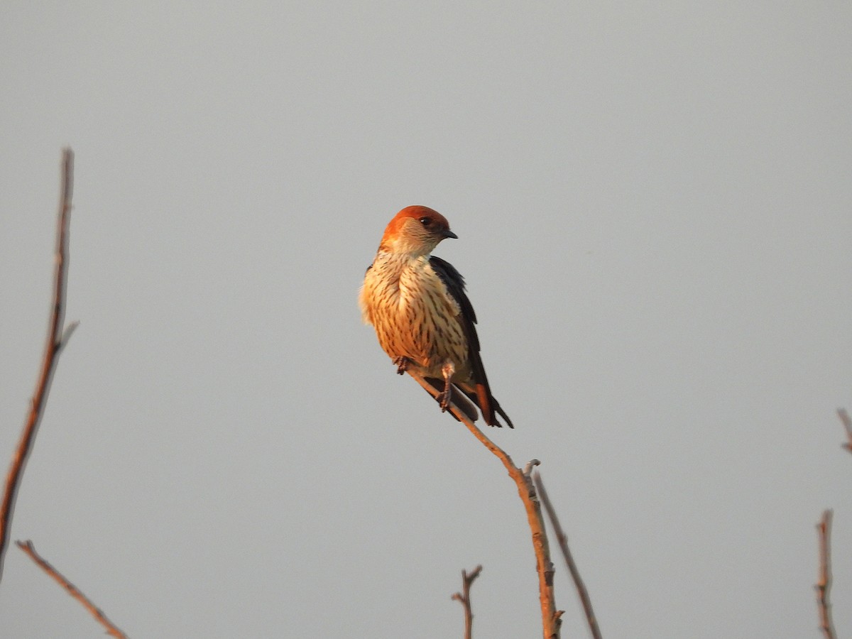 Greater Striped Swallow - ML646069858