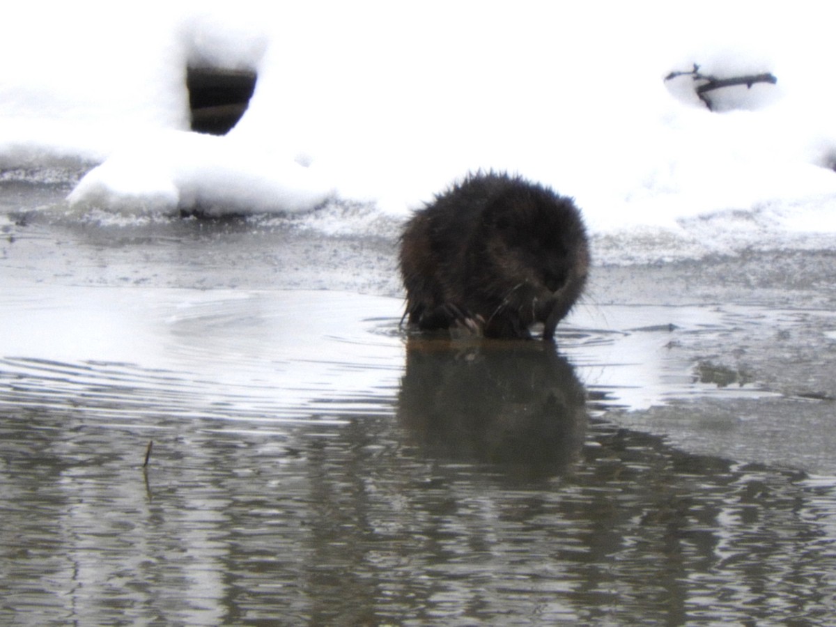 Muskrat - ML646069859