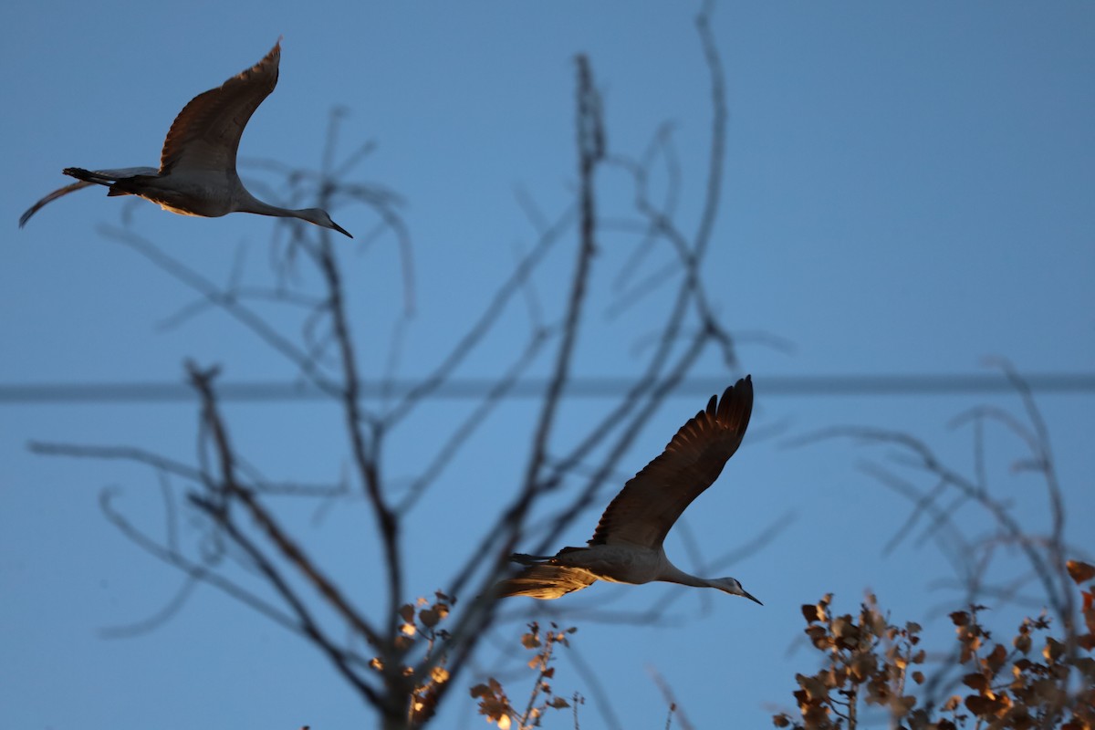 Sandhill Crane - ML646069860
