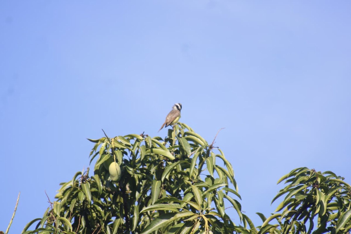 Great Kiskadee - ML646069861