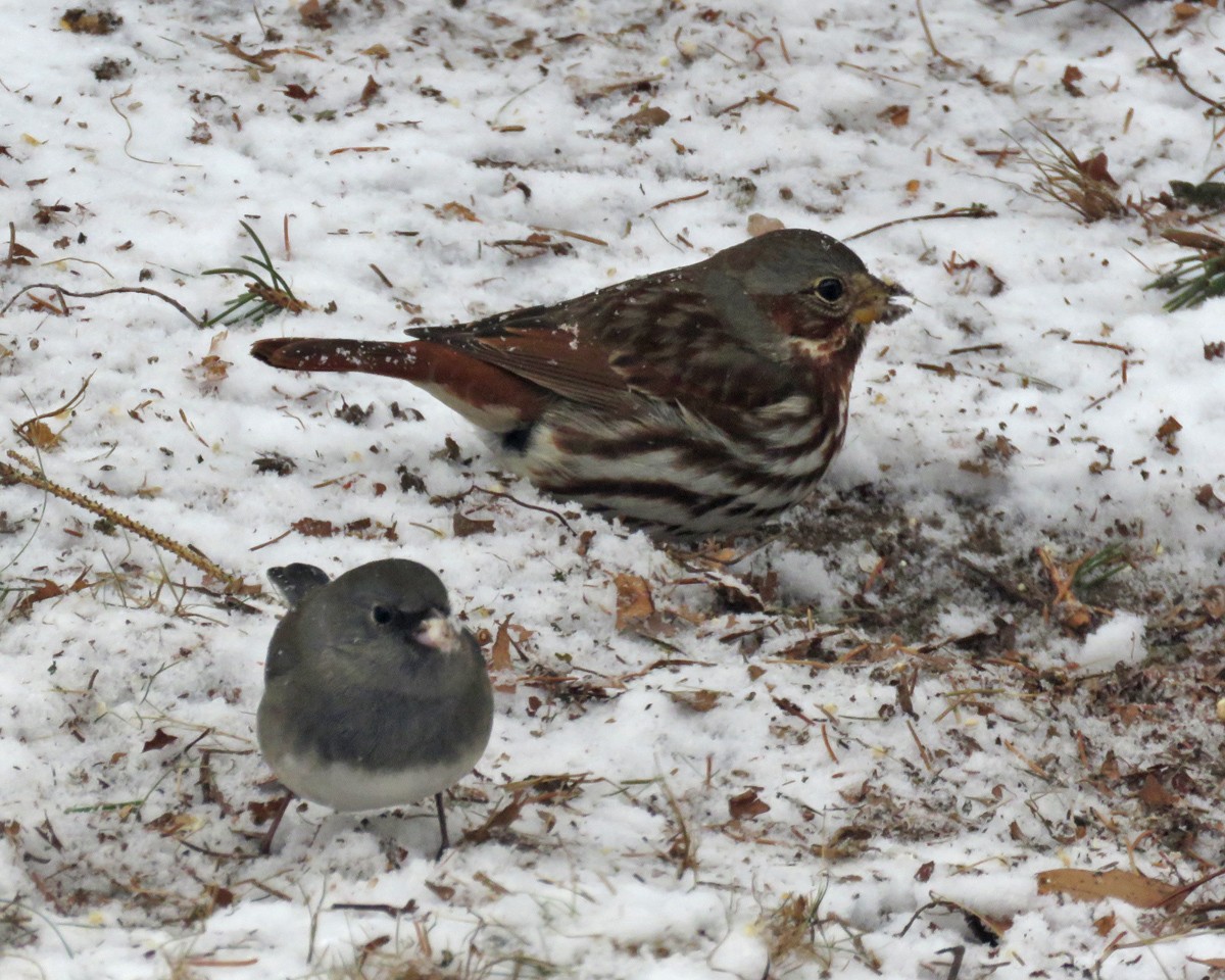 Fox Sparrow - ML646069862
