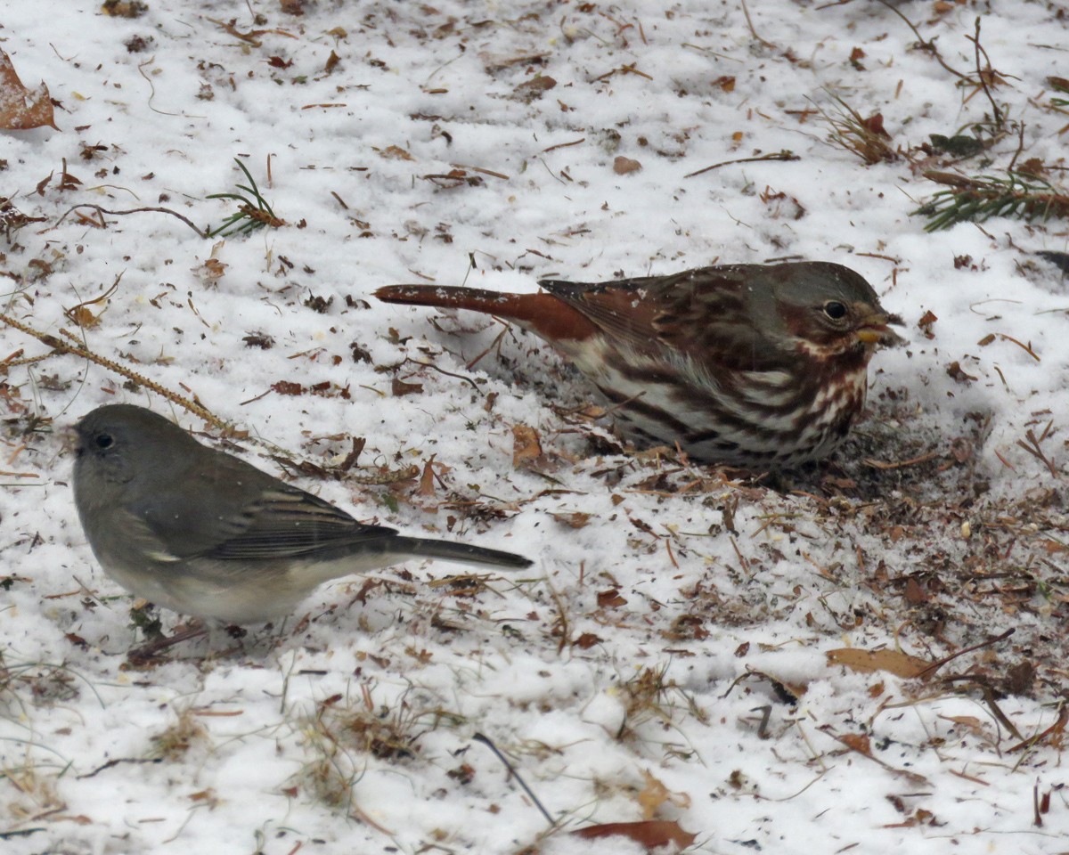Fox Sparrow - ML646069863