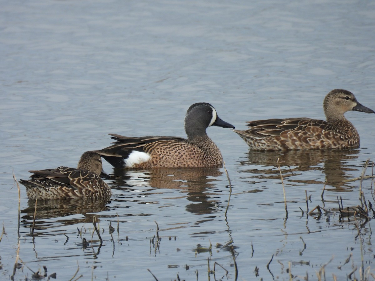 Blue-winged Teal - ML646069864