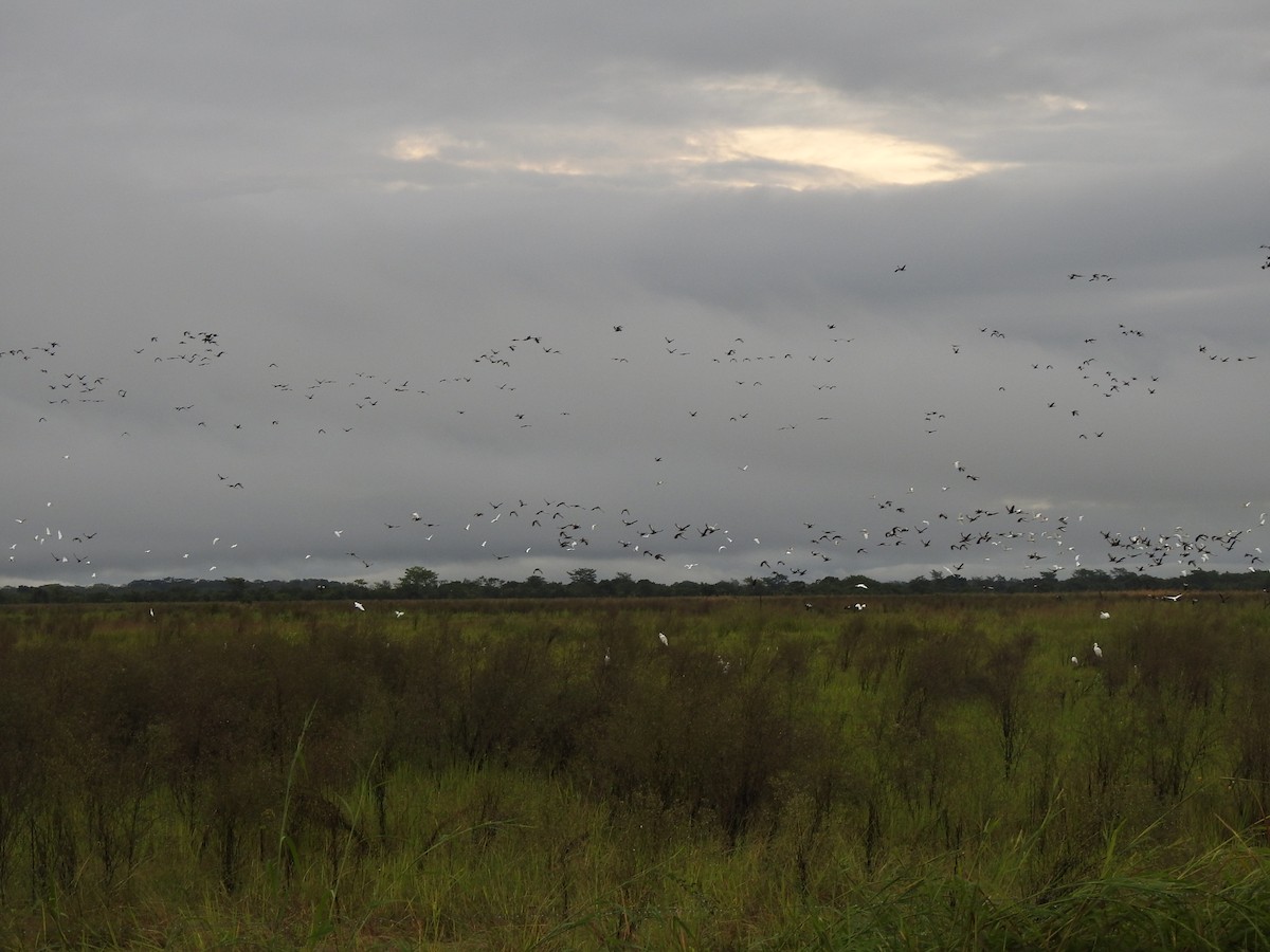Black-bellied Whistling-Duck - ML646069865