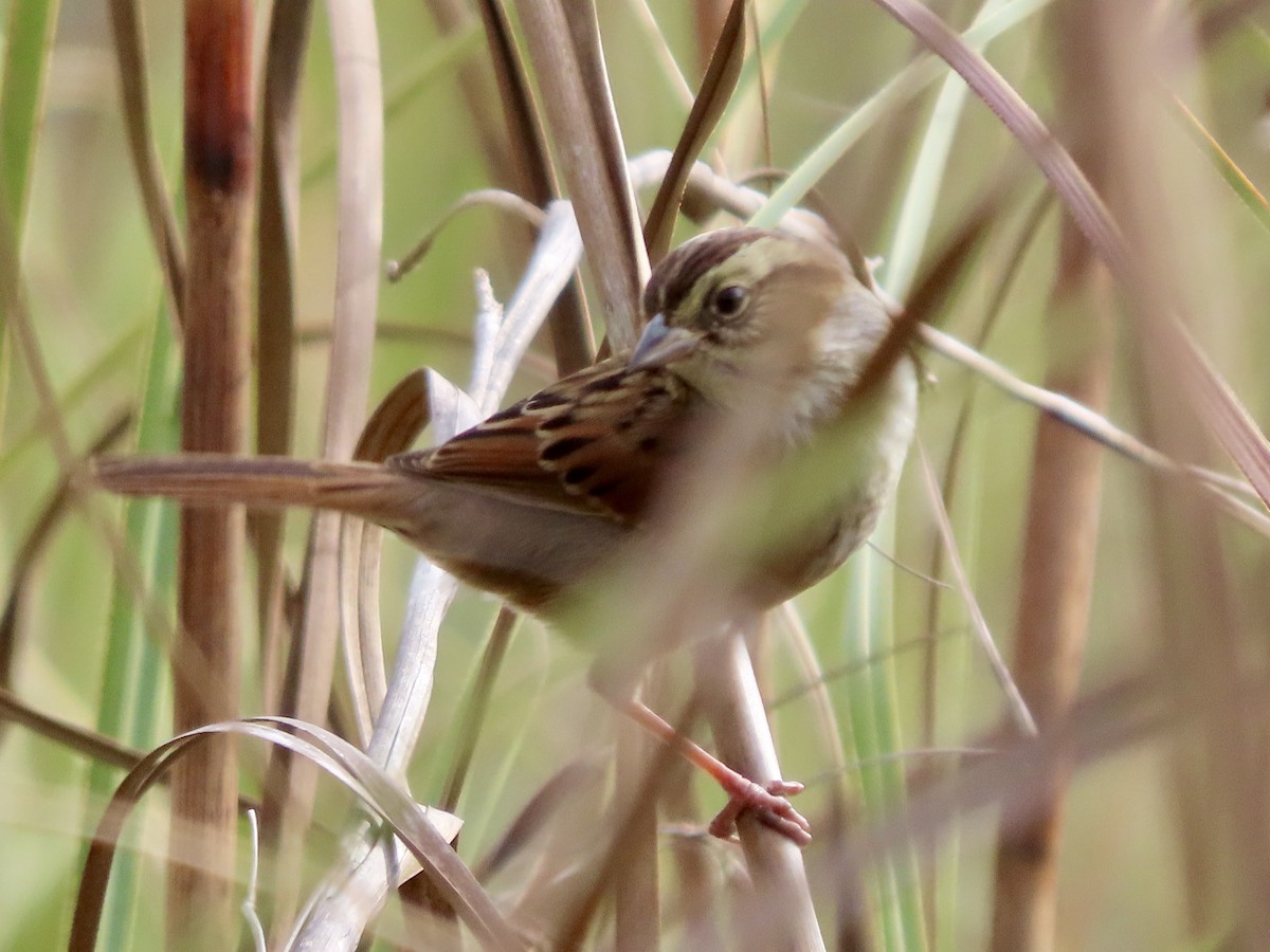 Swamp Sparrow - ML646069866