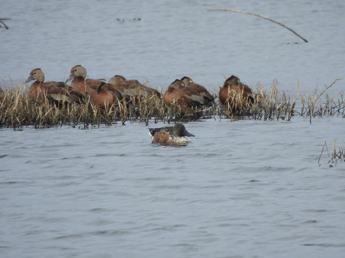 Northern Shoveler - ML646069867
