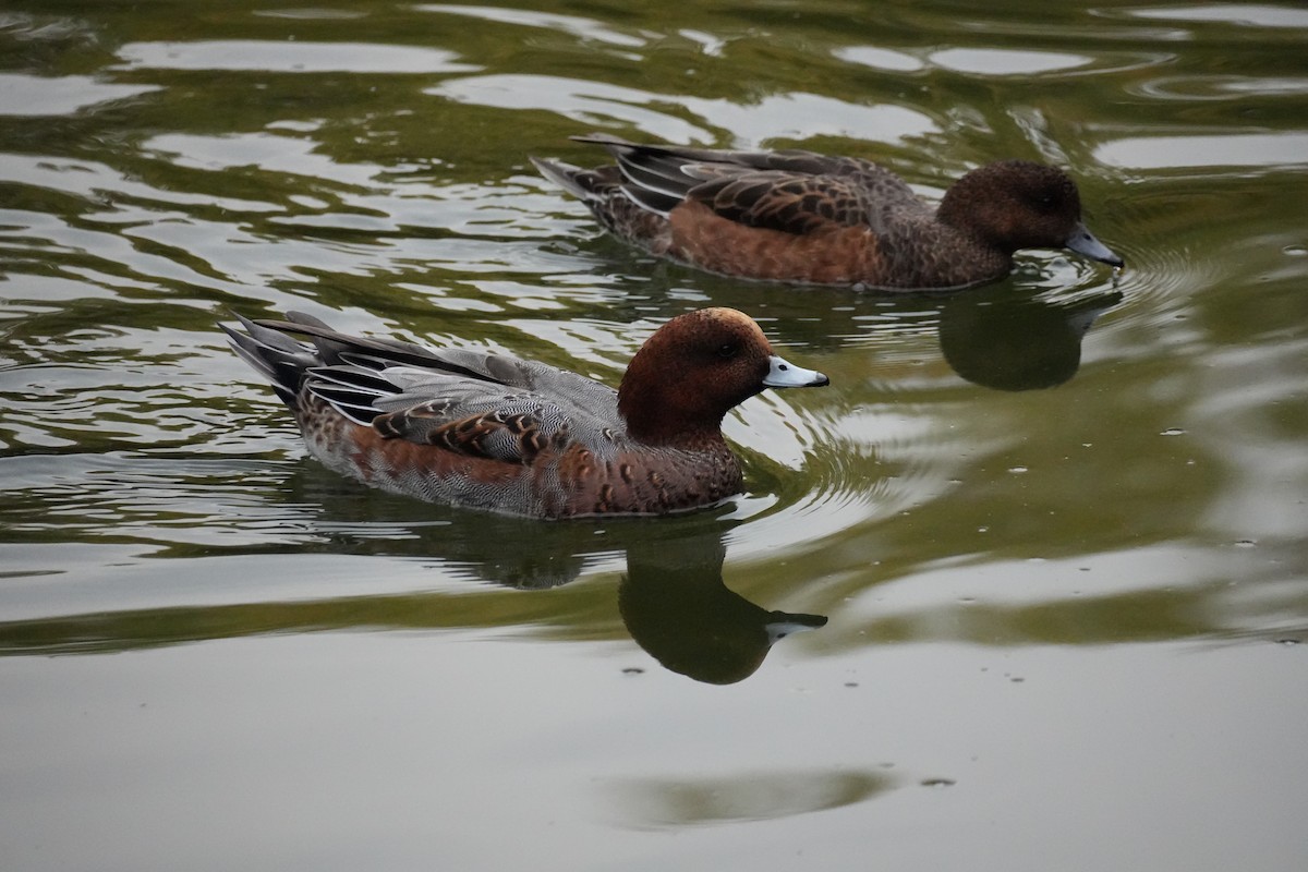 Eurasian Wigeon - ML646069868
