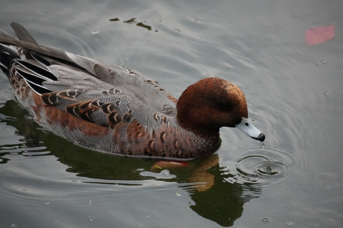 Eurasian Wigeon - ML646069869