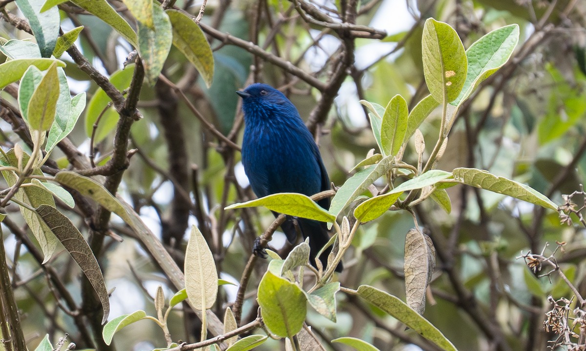 Tit-like Dacnis - ML646069872
