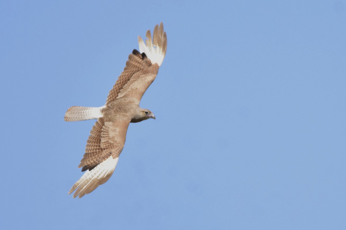 Chimango Caracara - ML646069873