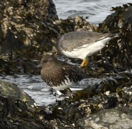 Surfbird - ML646069874