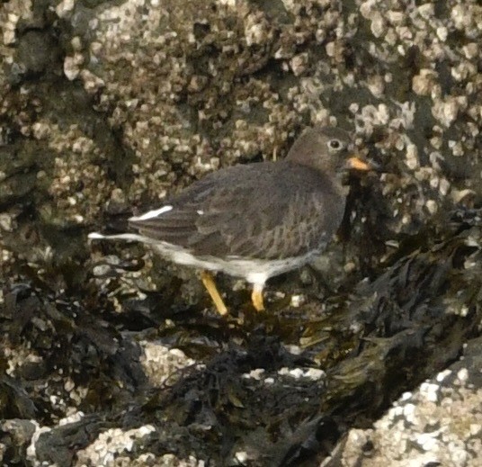 Surfbird - ML646069877