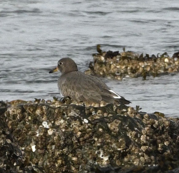 Surfbird - ML646069879