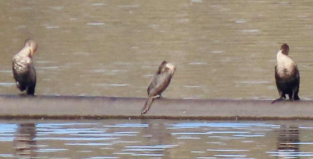 Double-crested Cormorant - ML646069881